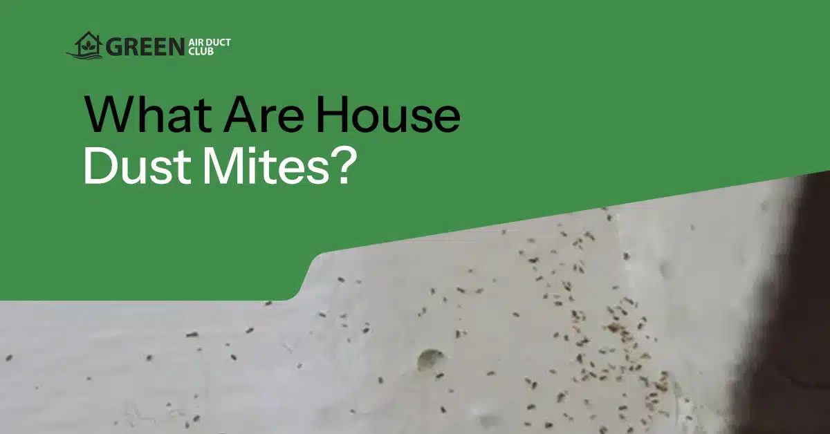 A green banner from Green Air Duct Club displays the title "What Are House Dust Mites?" with white text against a green background. The lower portion shows a close-up photograph of a white surface covered with visible dust mite debris and particles, illustrating the microscopic presence of dust mites in household environments.