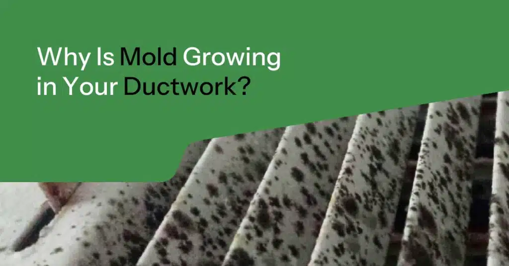 Why Is Mold Growing in Your Ductwork-