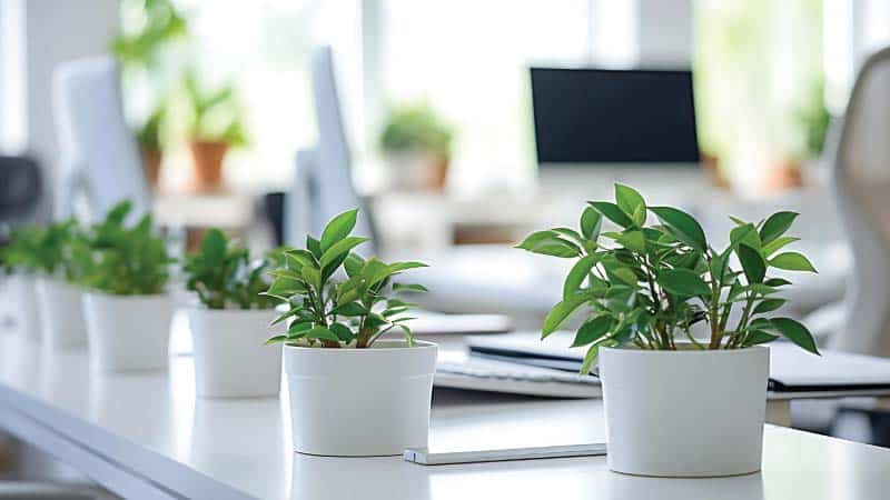 A bright, modern office workspace decorated with potted plants in white ceramic containers placed on a desk. The foreground shows two thriving green plants with glossy leaves, while additional potted plants and office equipment like computers and monitors are softly blurred in the background, creating a fresh, nature-inspired work environment.